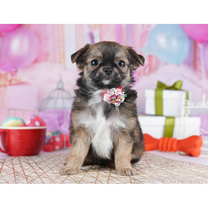 販売中の東京都のチワワ(ロングコート)-434178の9枚目