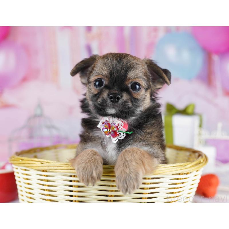 販売中の東京都のチワワ(ロングコート)-434178の8枚目