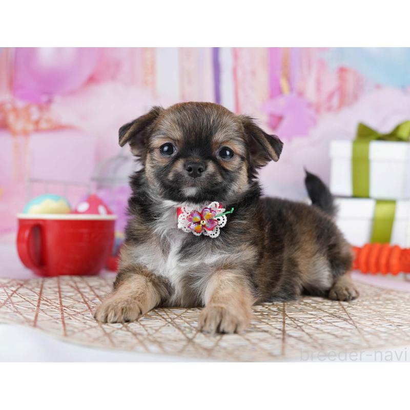 販売中の東京都のチワワ(ロングコート)-434178の7枚目