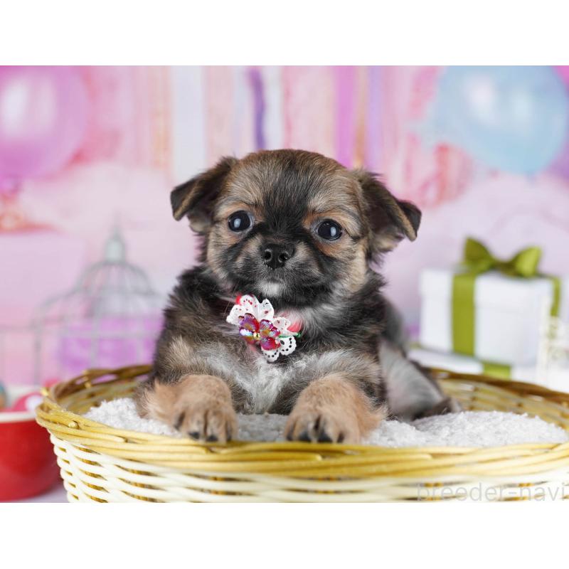 販売中の東京都のチワワ(ロングコート)-434178の6枚目