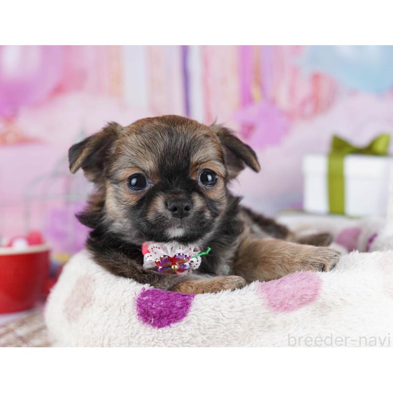 販売中の東京都のチワワ(ロングコート)-434178の5枚目