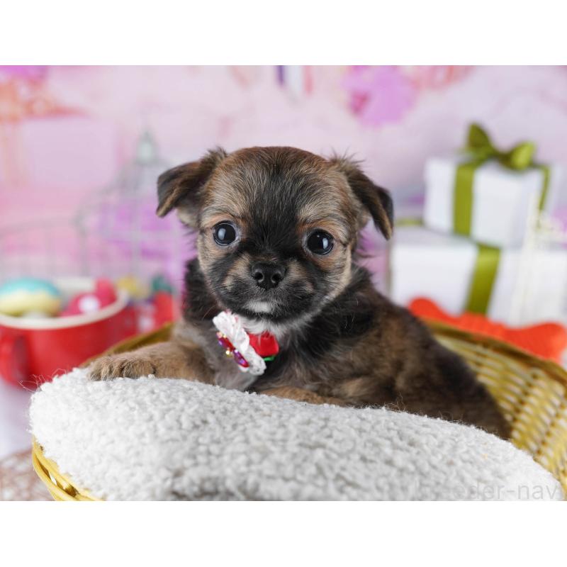 販売中の東京都のチワワ(ロングコート)-434178の4枚目