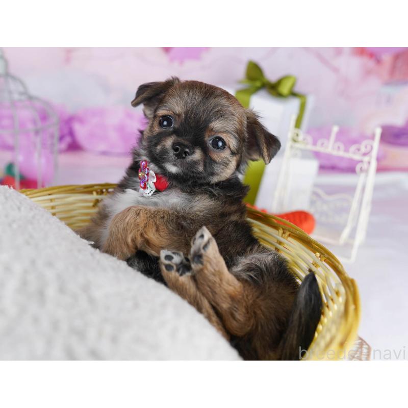 販売中の東京都のチワワ(ロングコート)-434178の3枚目