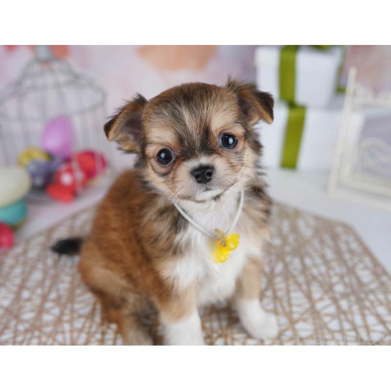 販売中の東京都のチワワ(ロングコート)-434177の11枚目