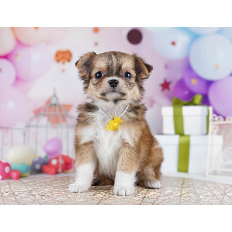 販売中の東京都のチワワ(ロングコート)-434177の10枚目