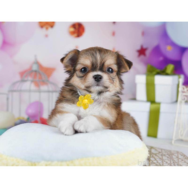 販売中の東京都のチワワ(ロングコート)-434177の9枚目