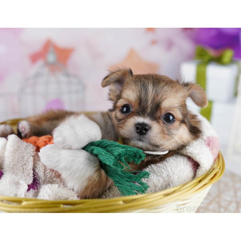 販売中の東京都のチワワ(ロングコート)-434177の8枚目