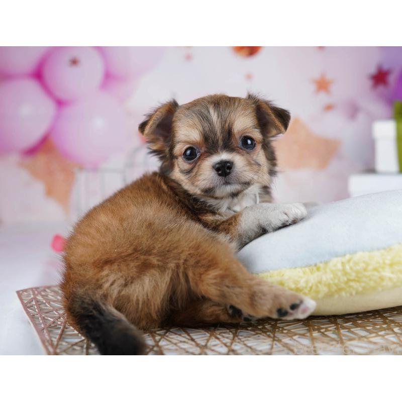 販売中の東京都のチワワ(ロングコート)-434177の7枚目