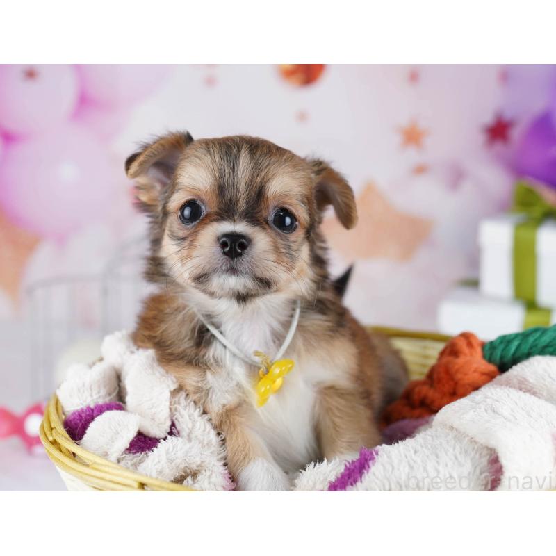 販売中の東京都のチワワ(ロングコート)-434177の6枚目