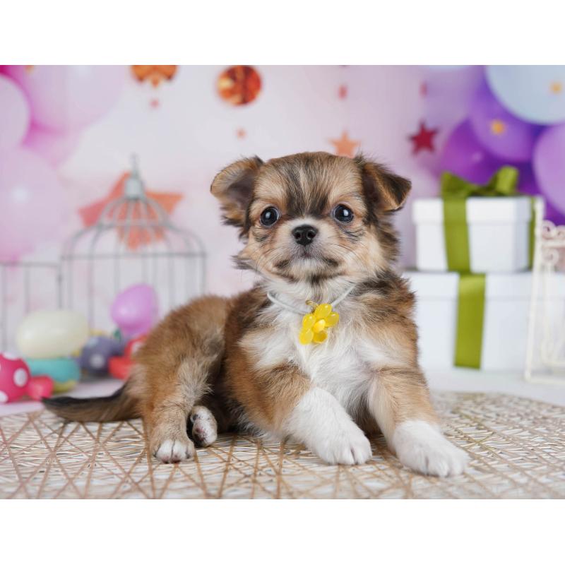 販売中の東京都のチワワ(ロングコート)-434177の5枚目