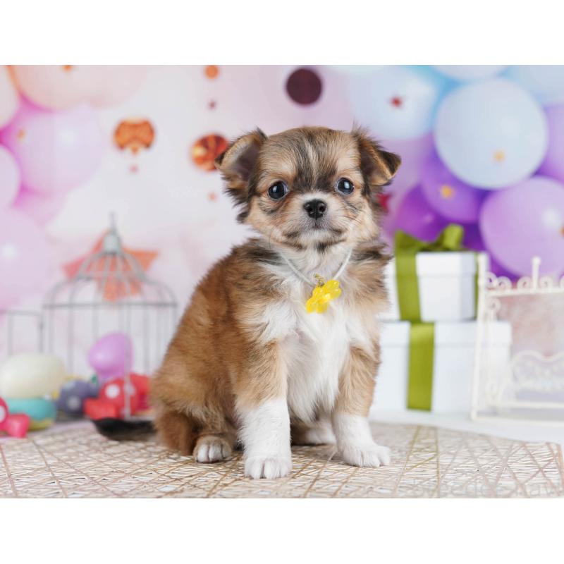 販売中の東京都のチワワ(ロングコート)-434177の4枚目