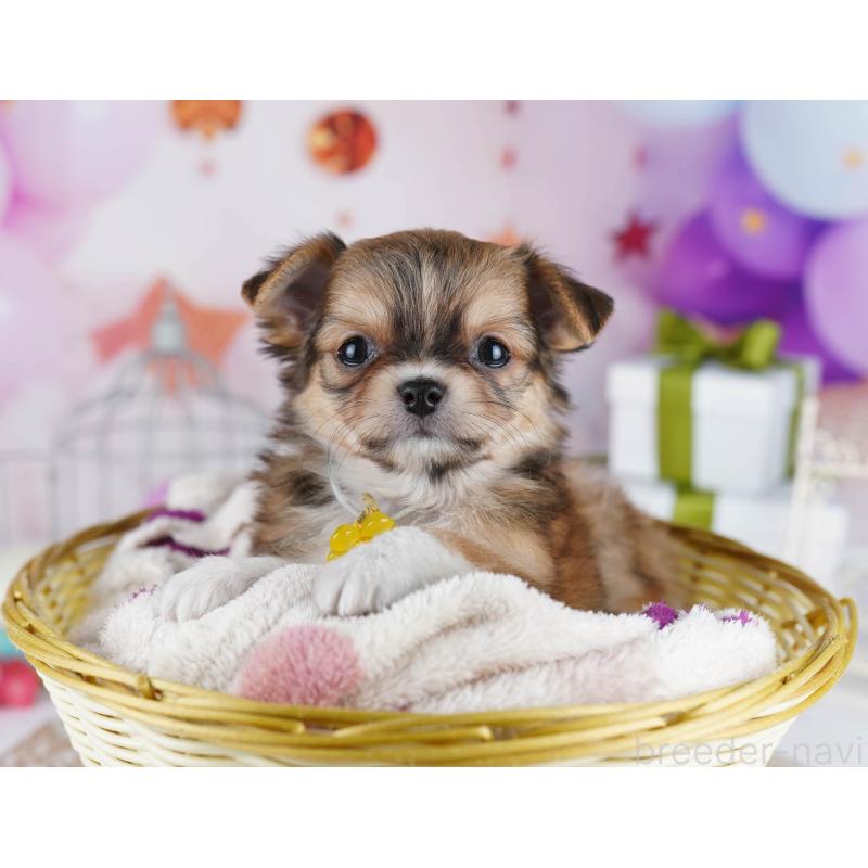 販売中の東京都のチワワ(ロングコート)-434177の3枚目