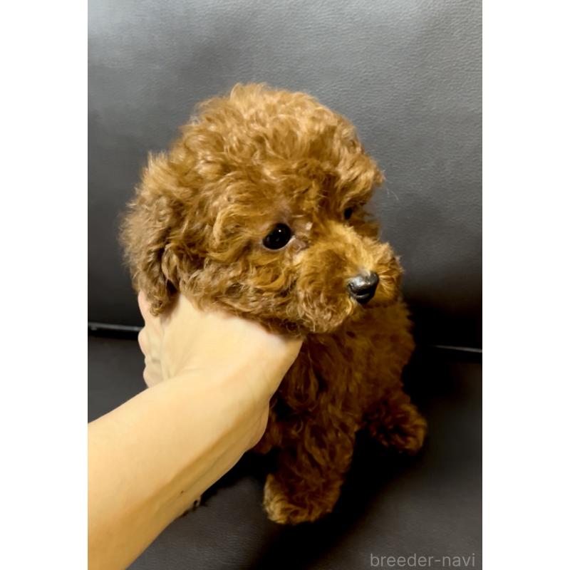 販売中の奈良県のティーカッププードル-432952の9枚目