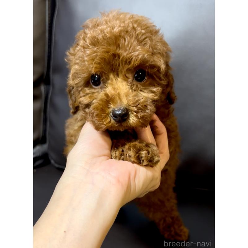 販売中の奈良県のティーカッププードル-432952の8枚目