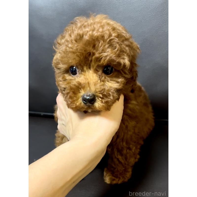販売中の奈良県のティーカッププードル-432952の7枚目