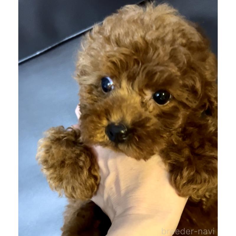 販売中の奈良県のティーカッププードル-432952の6枚目