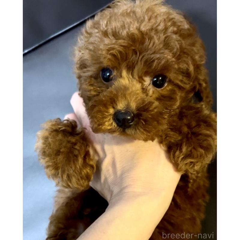 販売中の奈良県のティーカッププードル-432952の4枚目