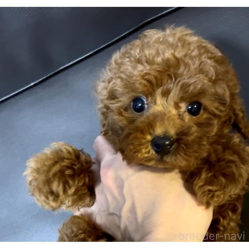 販売中の奈良県のティーカッププードル-432952の5枚目