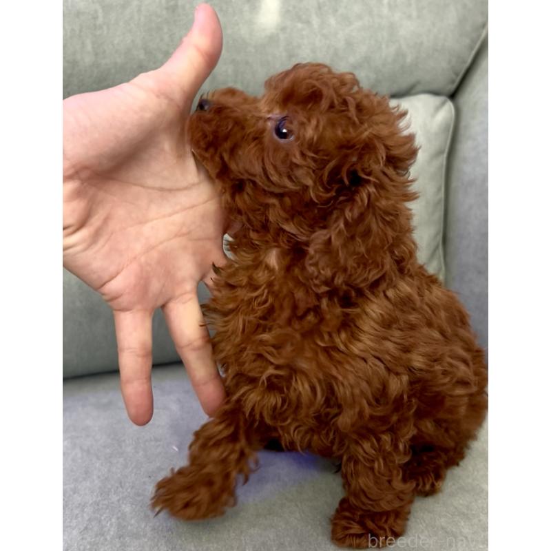 販売中の奈良県のティーカッププードル-432952の3枚目