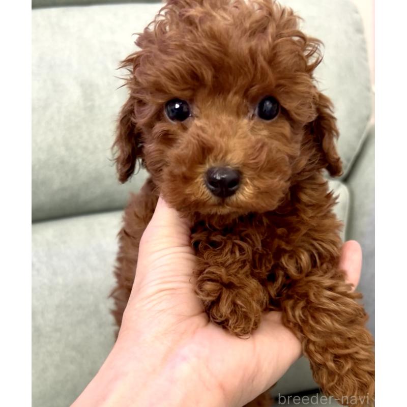 販売中の奈良県のティーカッププードル-432952の2枚目