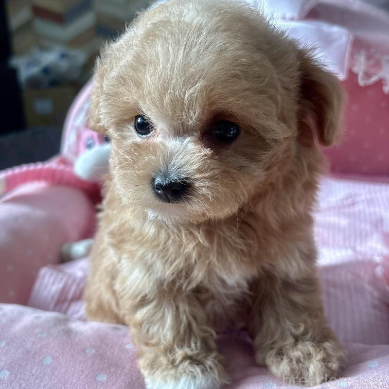 販売中の大阪府のマルプー:マルチーズ×トイプードル-432953の9枚目