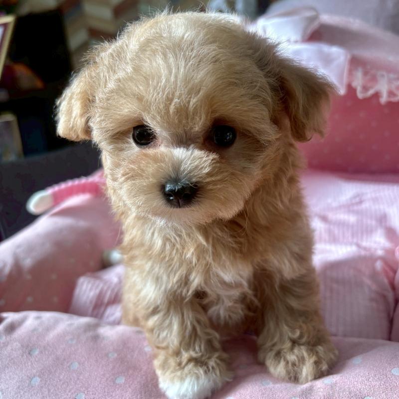 販売中の大阪府のマルプー:マルチーズ×トイプードル-432953の8枚目