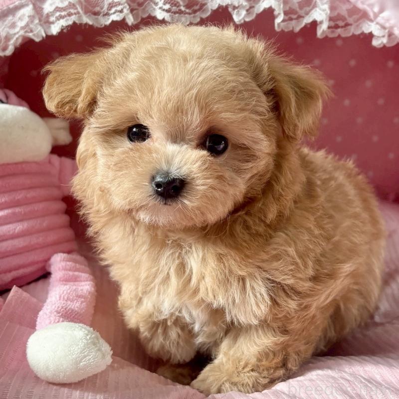 販売中の大阪府のマルプー:マルチーズ×トイプードル-432953の7枚目