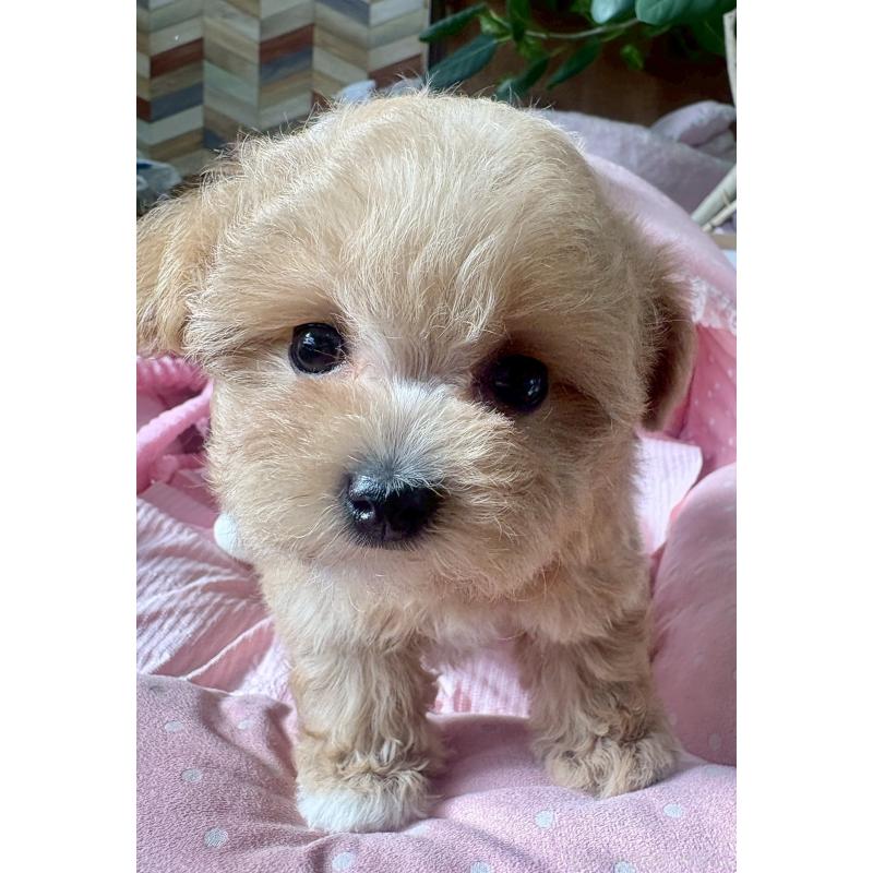 販売中の大阪府のマルプー:マルチーズ×トイプードル-432953の6枚目