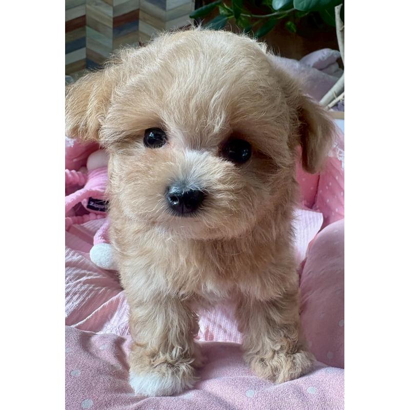 販売中の大阪府のマルプー:マルチーズ×トイプードル-432953の5枚目