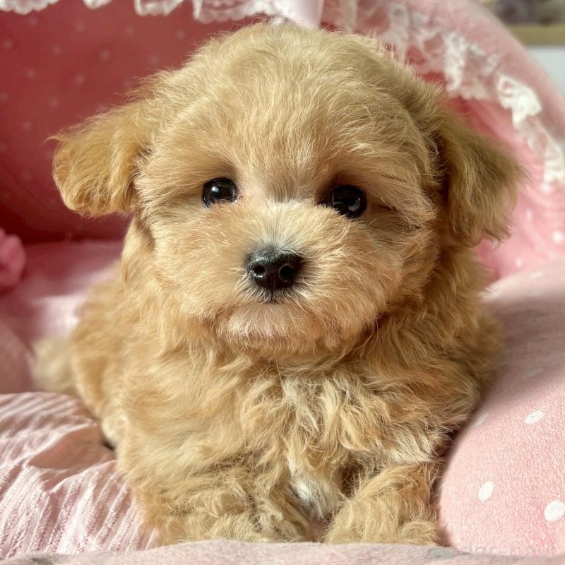 販売中の大阪府のマルプー:マルチーズ×トイプードル-432953の4枚目