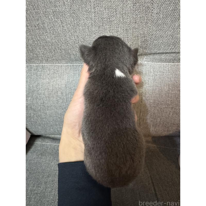 販売中の福岡県のチワワ(スムースコート)-431640の3枚目