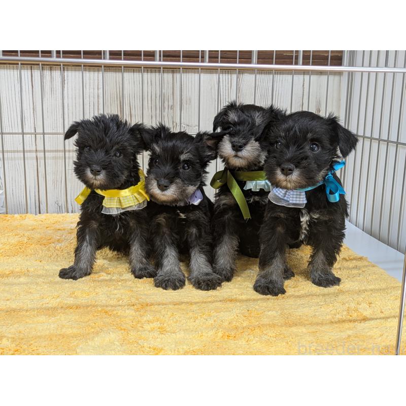 販売中の鹿児島県のミニチュアシュナウザー-433152の4枚目