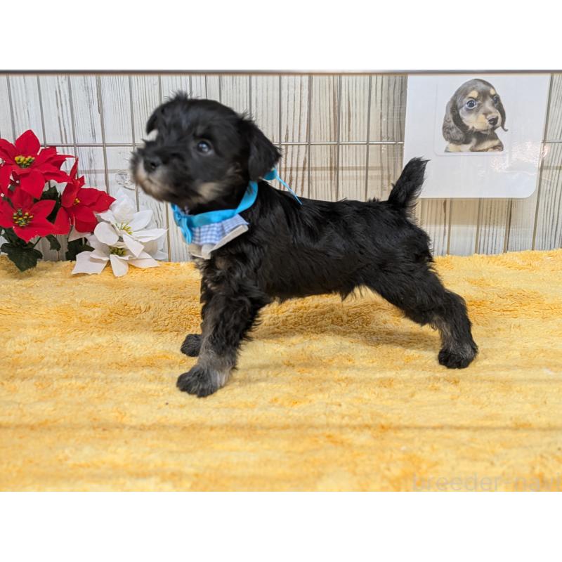 販売中の鹿児島県のミニチュアシュナウザー-433152の3枚目