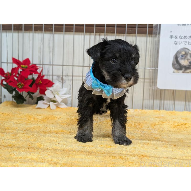 販売中の鹿児島県のミニチュアシュナウザー-433152の2枚目
