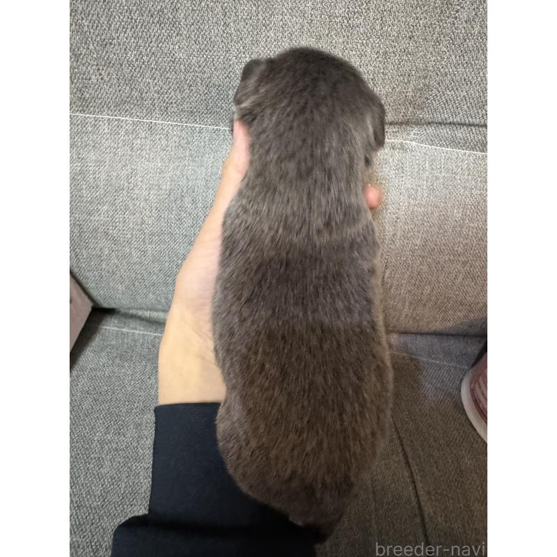 販売中の福岡県のチワワ(スムースコート)-431642の3枚目