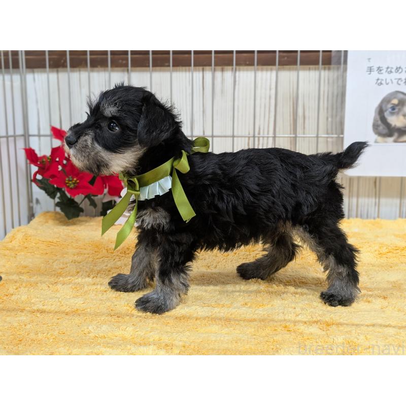 販売中の鹿児島県のミニチュアシュナウザー-433153の3枚目