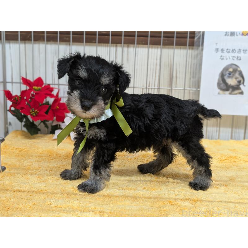 販売中の鹿児島県のミニチュアシュナウザー-433153の2枚目