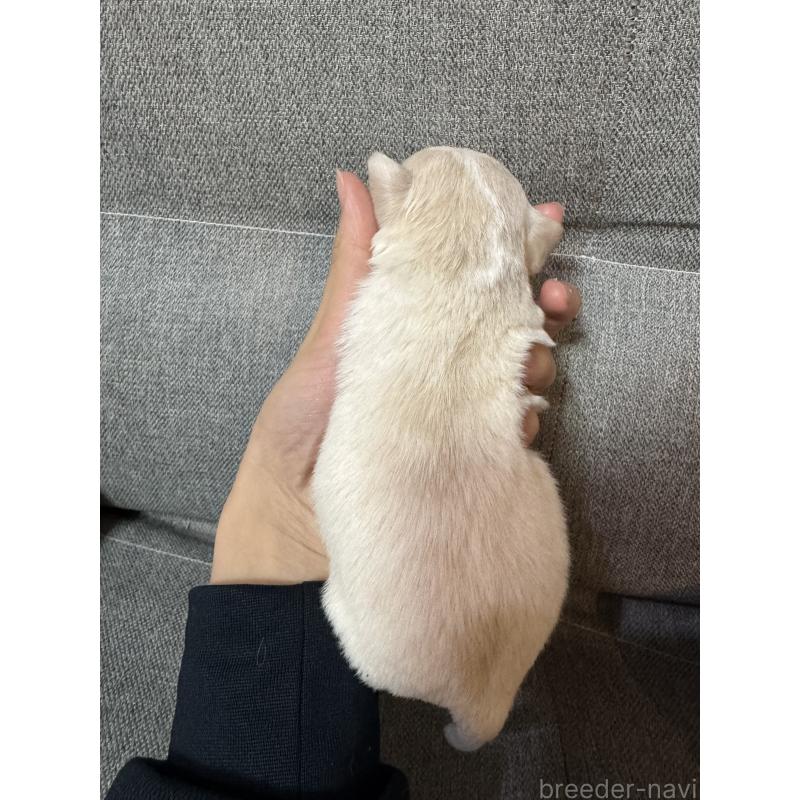 販売中の福岡県のチワワ(スムースコート)-433079の2枚目