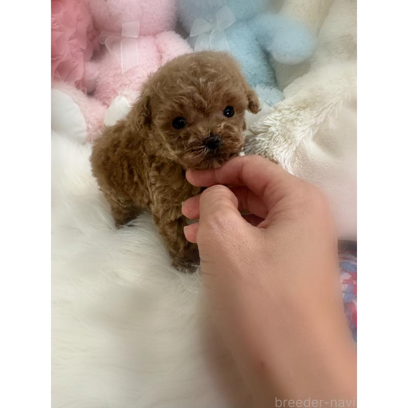 販売中の香川県のティーカッププードル-433155の5枚目