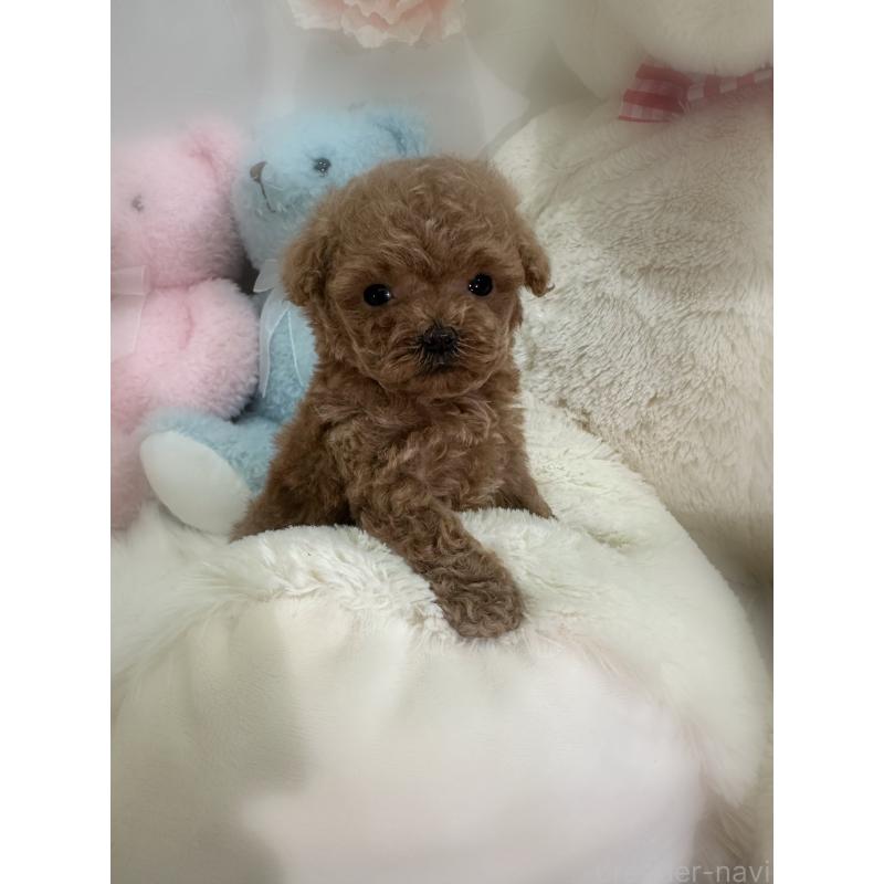 販売中の香川県のティーカッププードル-433155の4枚目