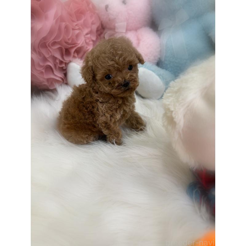 販売中の香川県のティーカッププードル-433155の3枚目