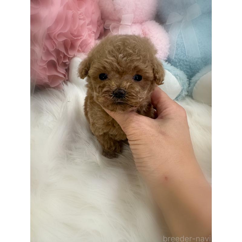 販売中の香川県のティーカッププードル-433155の2枚目