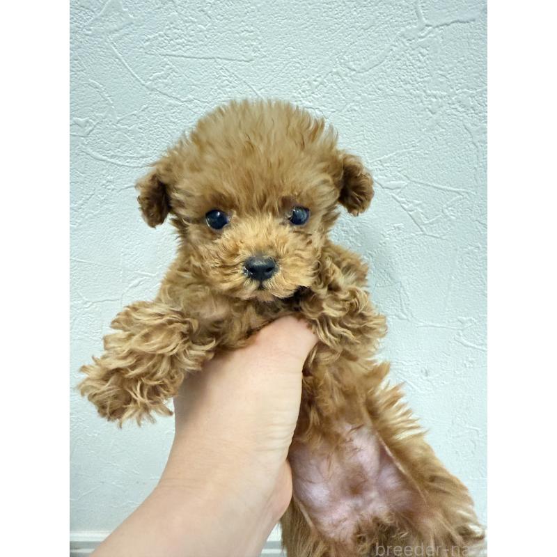 販売中の岡山県のポメプー:ポメラニアン×トイプードル-433156の8枚目