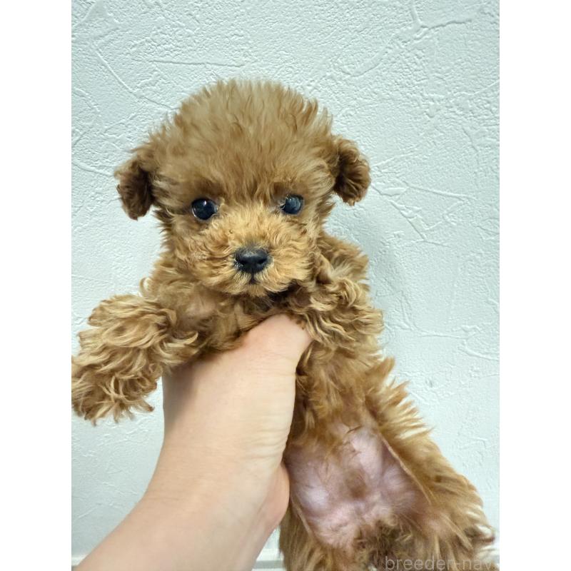 販売中の岡山県のポメプー:ポメラニアン×トイプードル-433156の7枚目