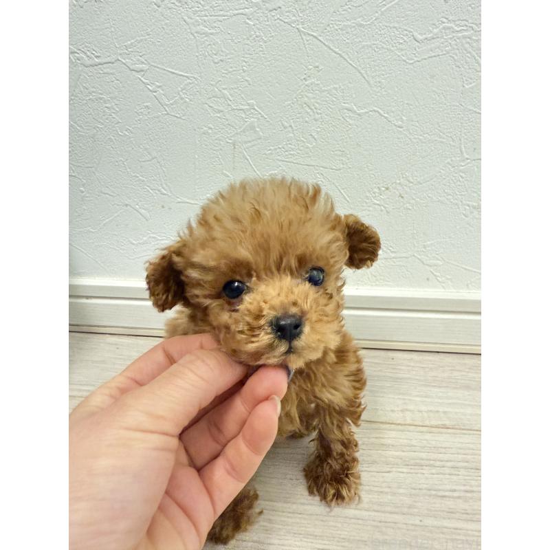 販売中の岡山県のポメプー:ポメラニアン×トイプードル-433156の6枚目