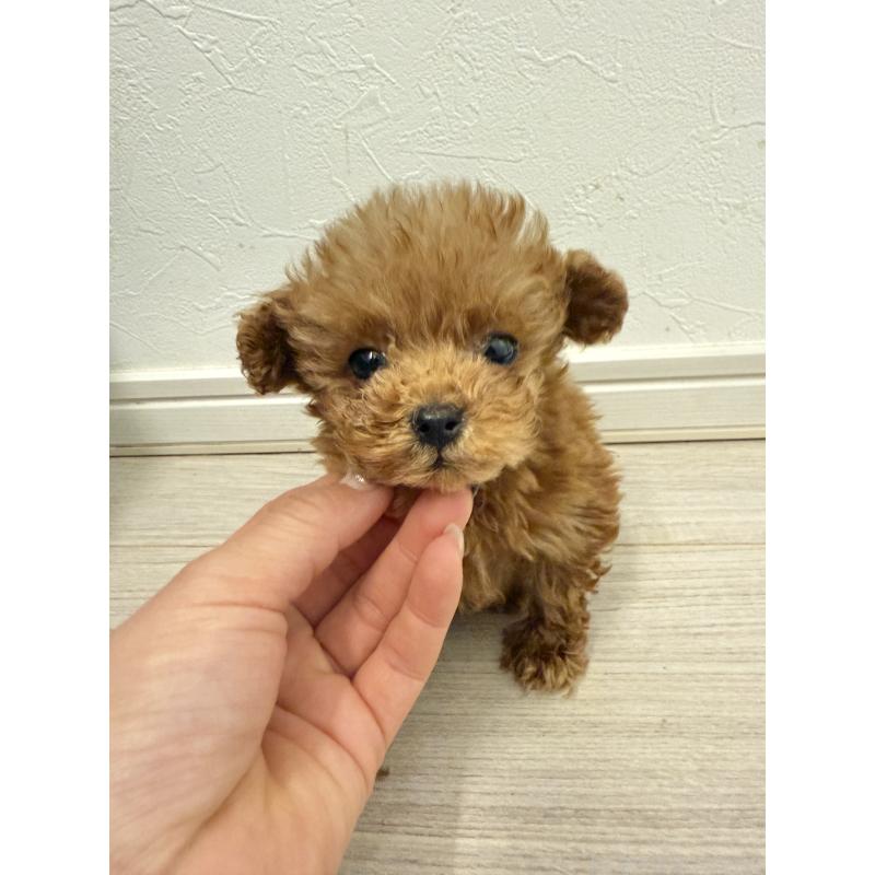 販売中の岡山県のポメプー:ポメラニアン×トイプードル-433156の5枚目