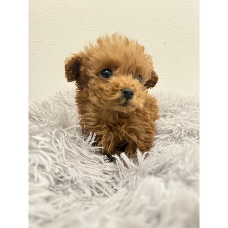 販売中の岡山県のポメプー:ポメラニアン×トイプードル-433156の4枚目