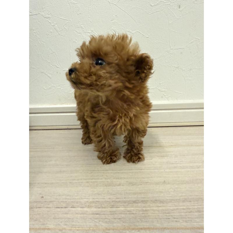 販売中の岡山県のポメプー:ポメラニアン×トイプードル-433156の3枚目