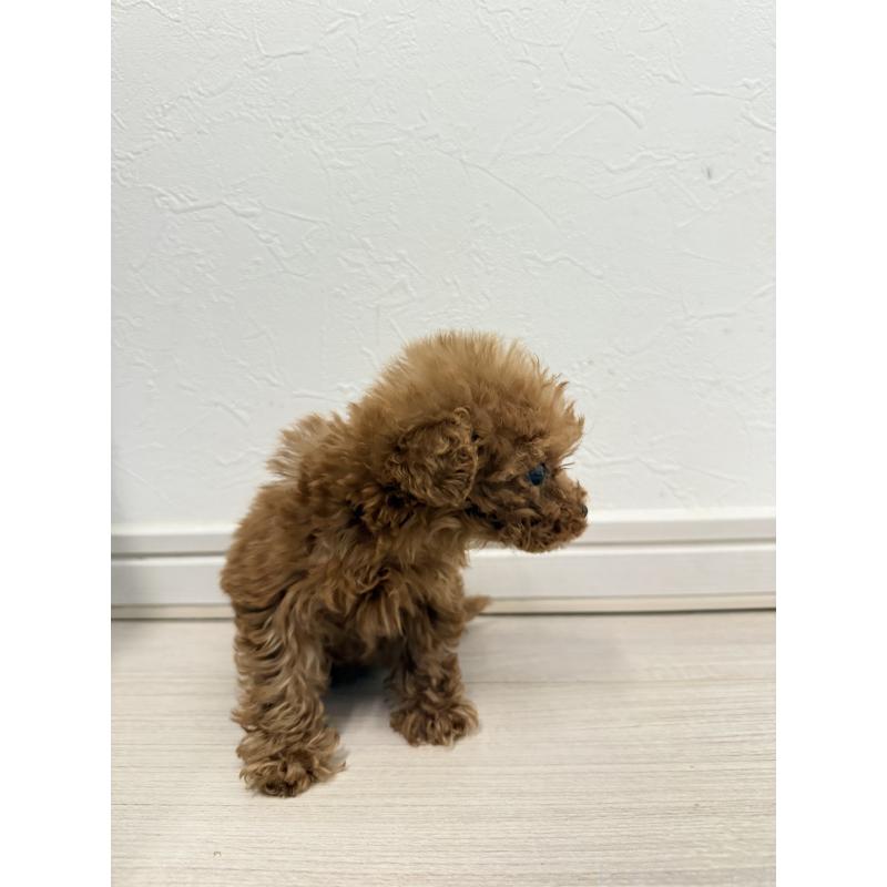 販売中の岡山県のポメプー:ポメラニアン×トイプードル-433156の2枚目