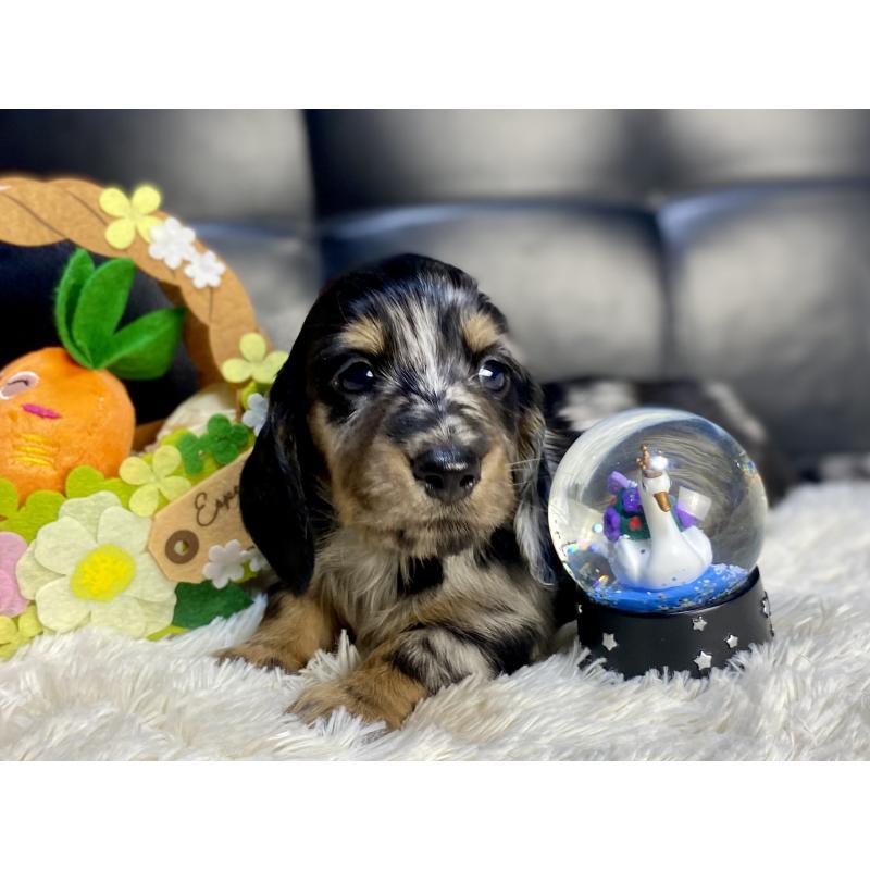 販売中の岐阜県のミニチュアダックスフンド(ロングヘアード)-429426の13枚目